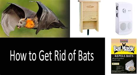 How to remove bats. Things To Know About How to remove bats. 